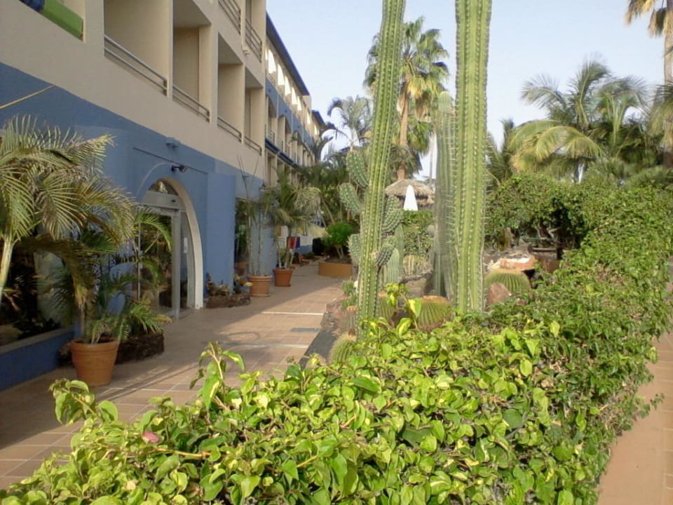 Blick von der Pool/Gartenseite IFA Altamarena by Lopesan Hotels
