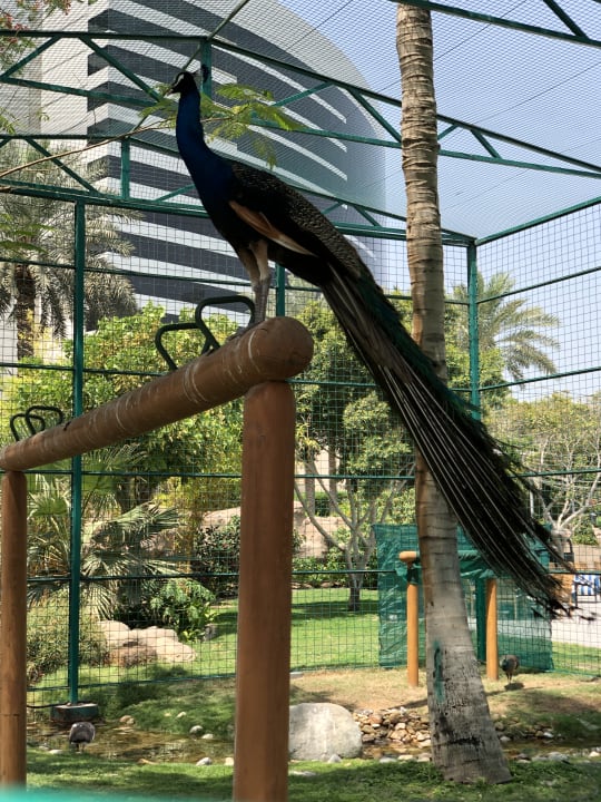 Gartenanlage Grand Hyatt Dubai