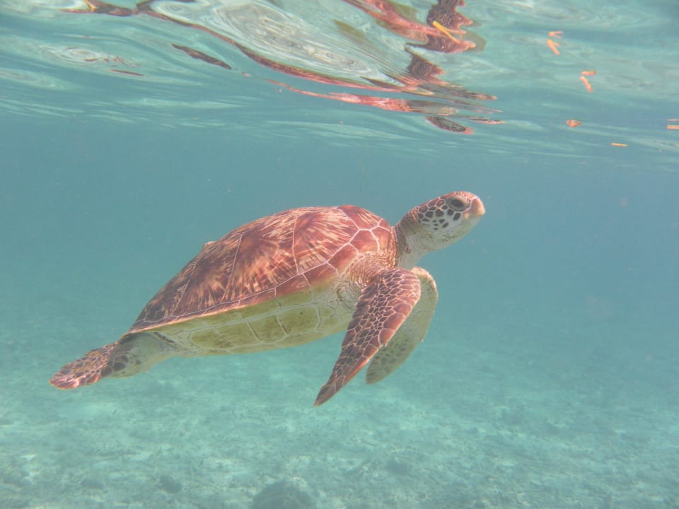 Täglicher Tierbesuch Kuredu Island Resort & Spa