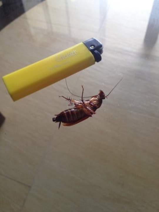 Zimmer Grand Palladium Punta Cana Resort & Spa