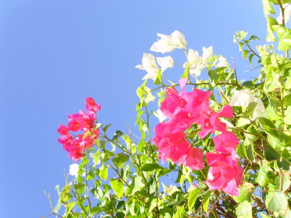 Hotel Four Seasons Resort Four Seasons Resort Sharm El Sheikh