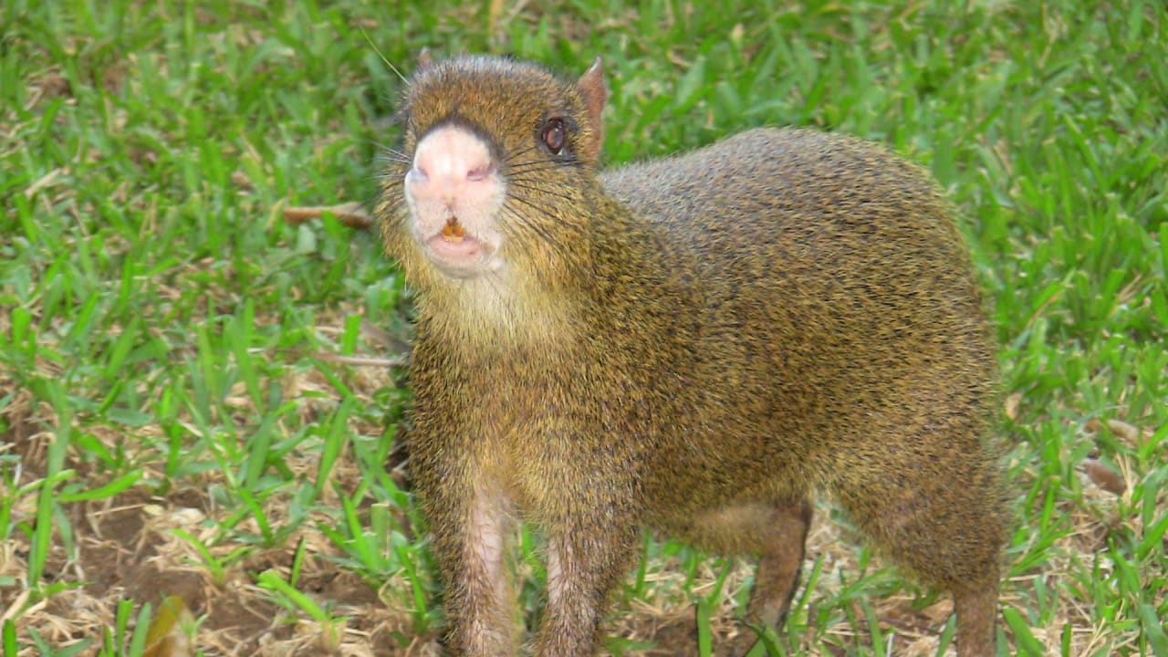 Aguti The Reef Playacar