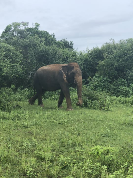 Sonstiges Safari Lodge Yala