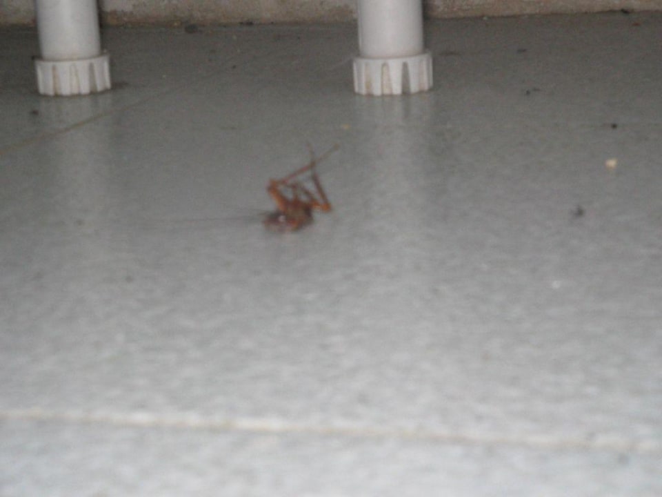 Na was das ist sieht jeder oder? Hotel Bungalows Duna Flor