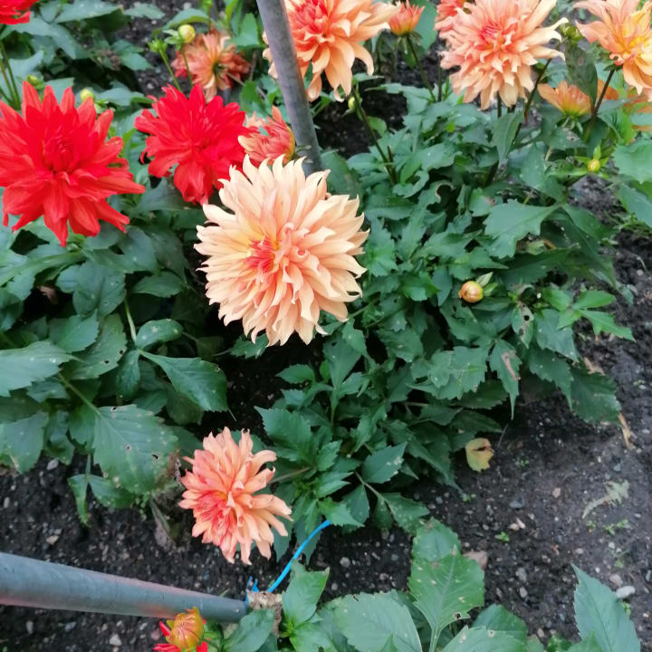 Gartenanlage Vivea Hotel Bad Schönau - Zur Quelle