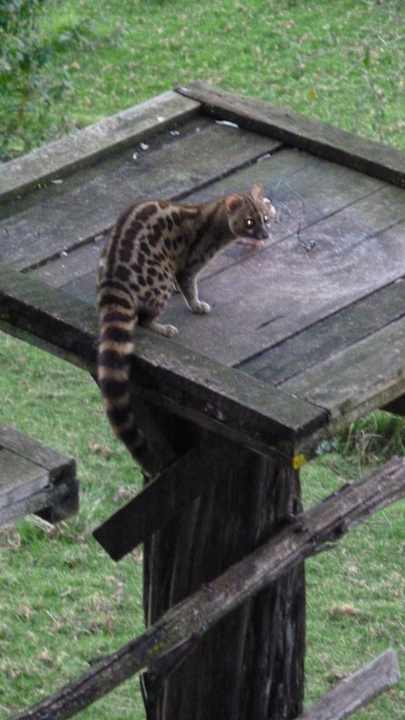 Netter Besucher Hotel Serena Mountain Lodge