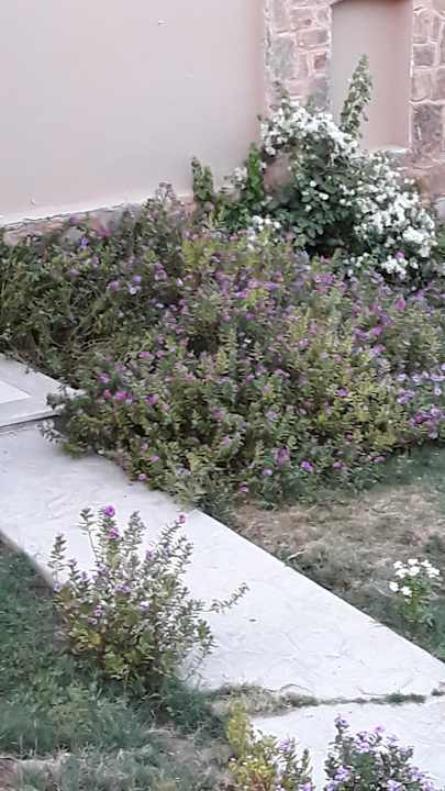 Gartenanlage Shams Alam Beach Resort