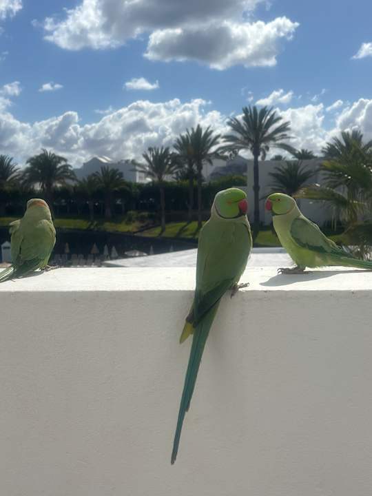 Ausblick Relaxia Olivina