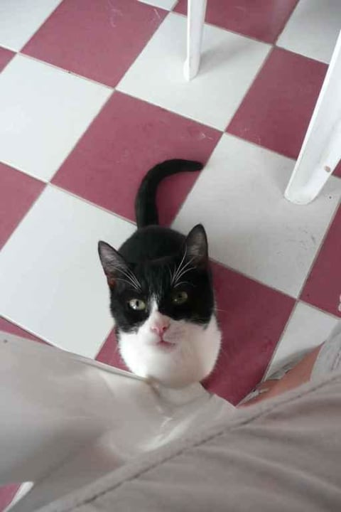 Süße Haustiere Top Hotel