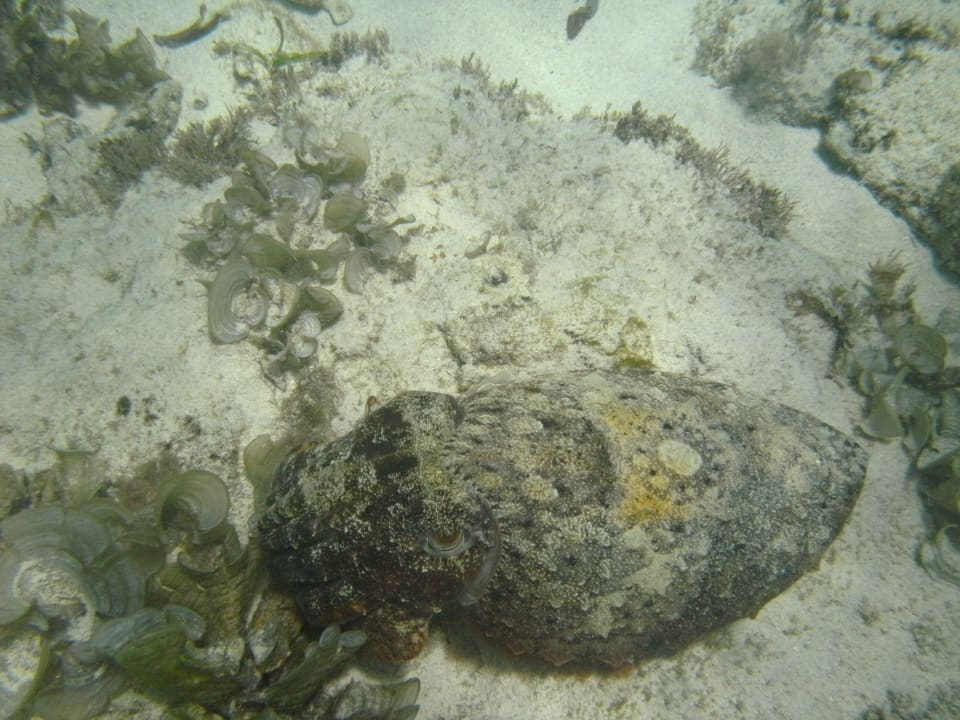 Auf der Sandbank Hotel Papillon Lagoon Reef