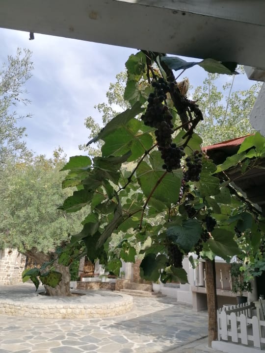 Garten Acrotel Athena Pallas