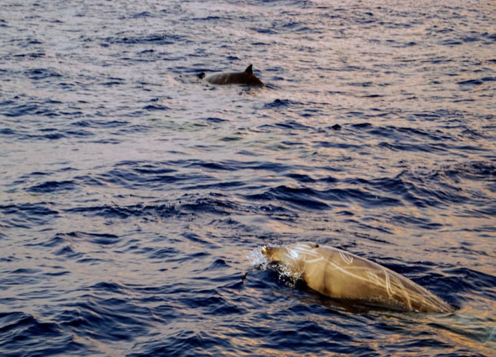 Strand Jawakara Islands Maldives
