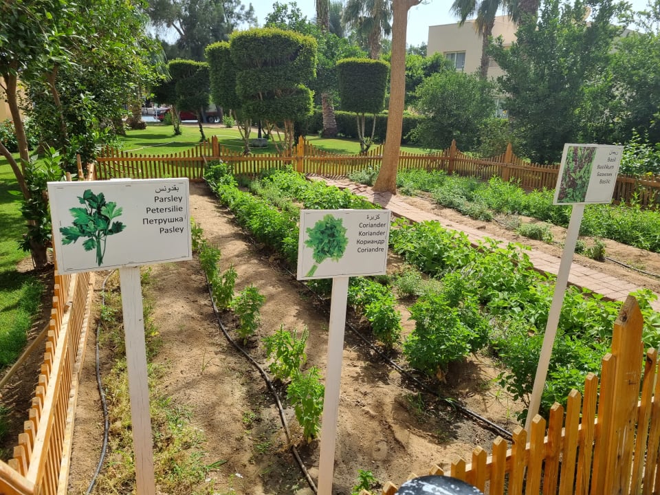 Gartenanlage LABRANDA Royal Makadi