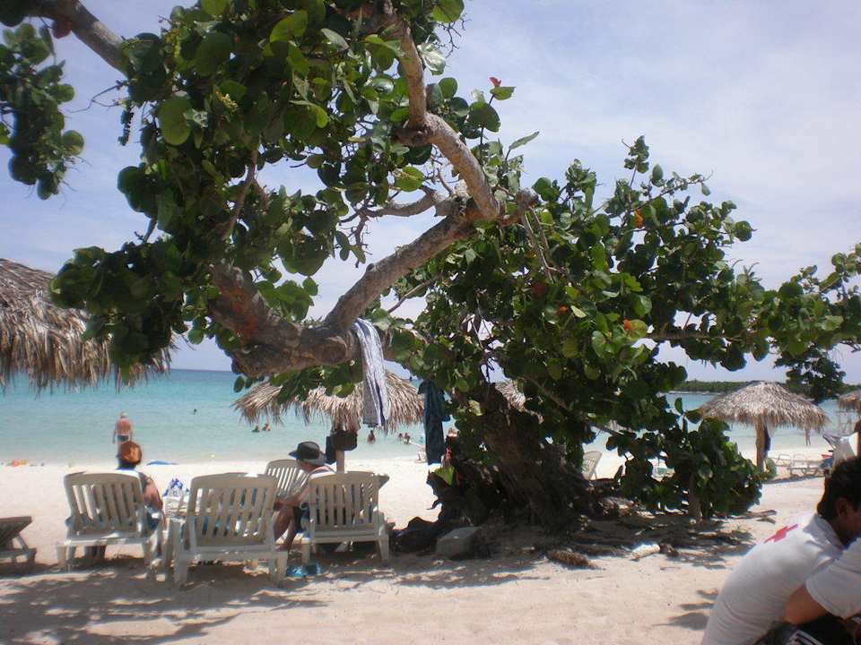 Bäume Hotel Playa Pesquero