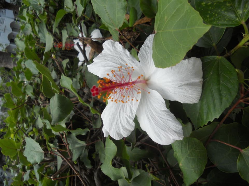 Tolle Blumen überall AQI Venus Beach