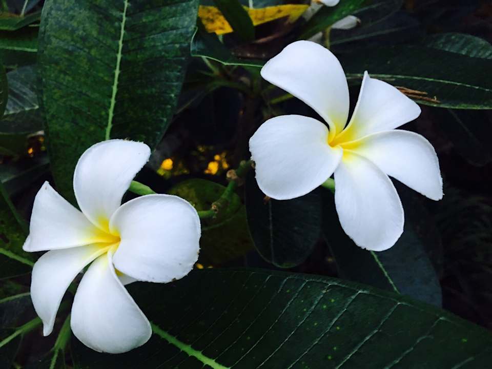 Gartenanlage The Grand Southsea Khaolak Beach Resort