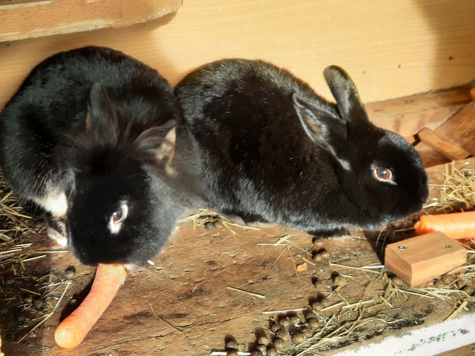 Sonstiges Ferienwohnung Schererhof