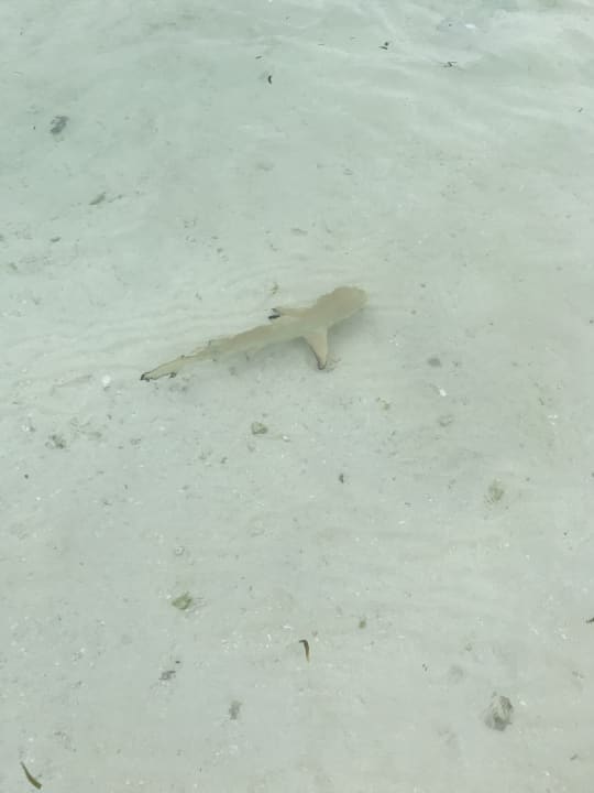 Strand Kuredu Island Resort & Spa