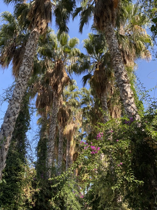 Gartenanlage Hotel Gardenia Beach