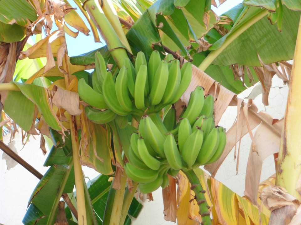 Bananen Baum Hotel El Mouradi Skanes Beach