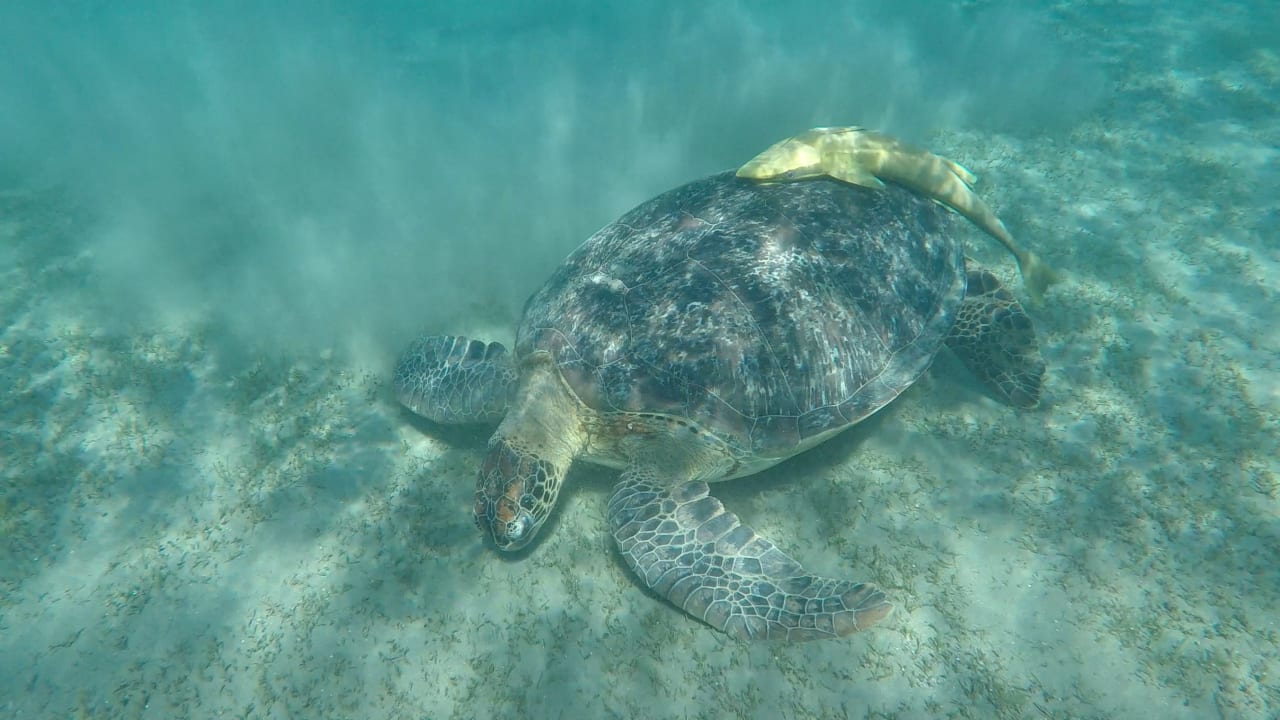 Sport & Freizeit Shams Alam Beach Resort