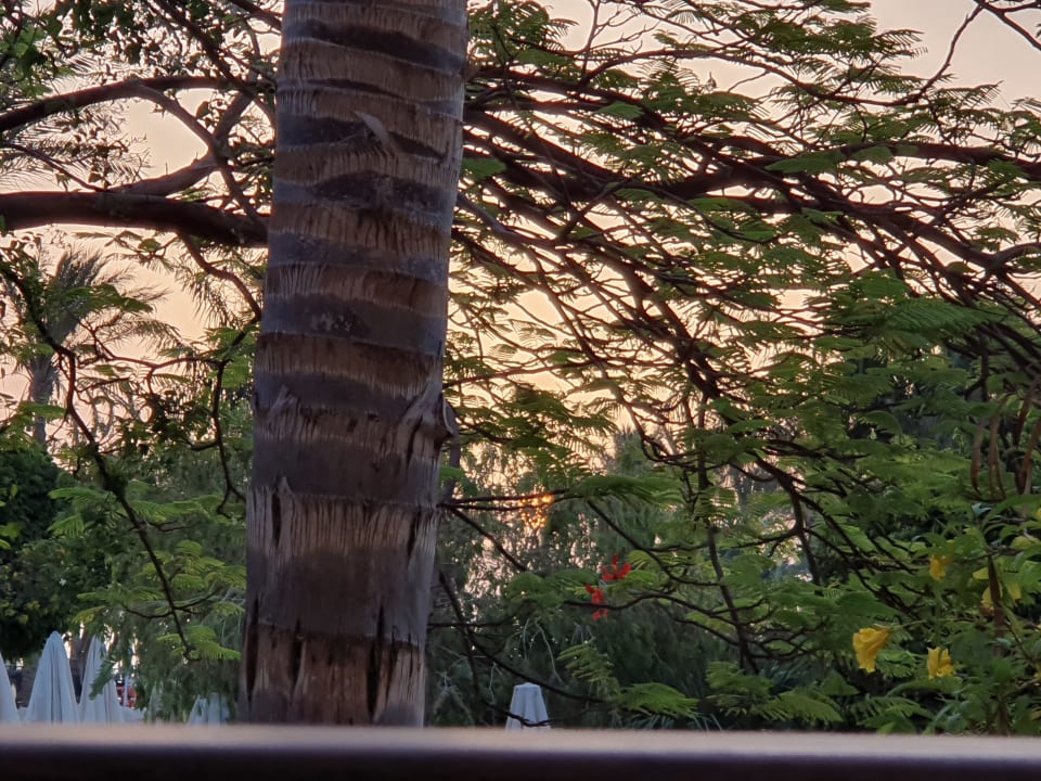 Gartenanlage Makadi Spa - Adults only