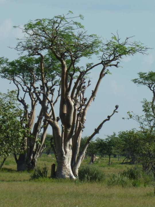 Märchenwald Okaukuejo Camp