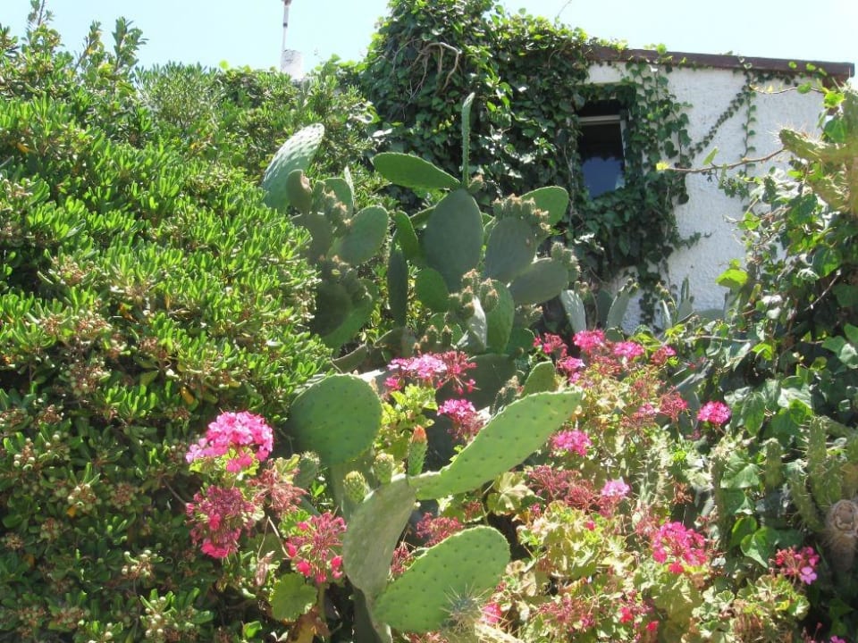 Kaktusy przy snack barze Apollonia Beach Resort & Spa