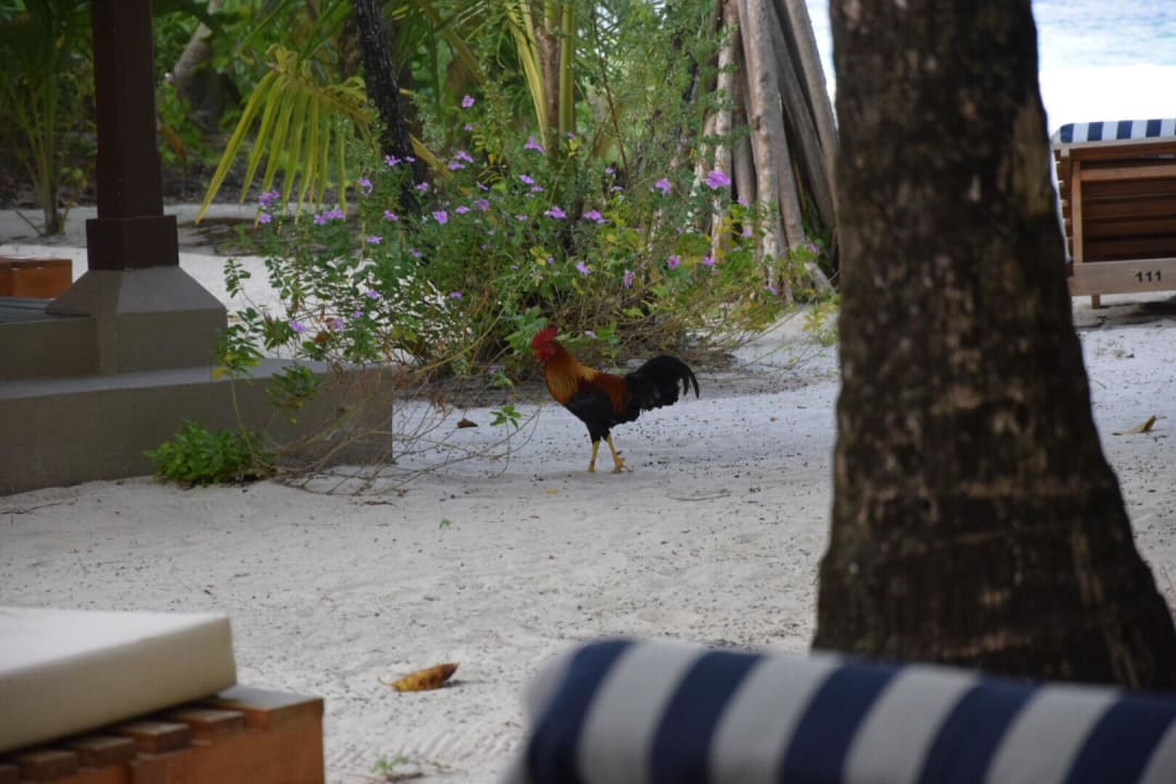 Hahn Adaaran Select Meedhupparu Island Resort - Premium All Inclusive