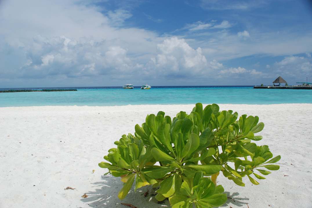 Von der Liege aus Summer Island Maldives