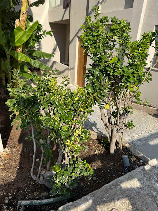 Gartenanlage Τhe Noverian Antama Organic Beach Resort Chania