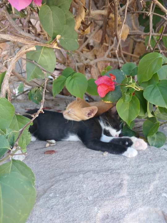 Gartenanlage Stella Garden Resort & Spa, Makadi Bay