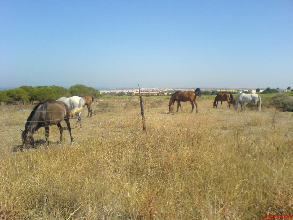 rechts vom Weg zum Hotelstrand Ilunion Sancti Petri