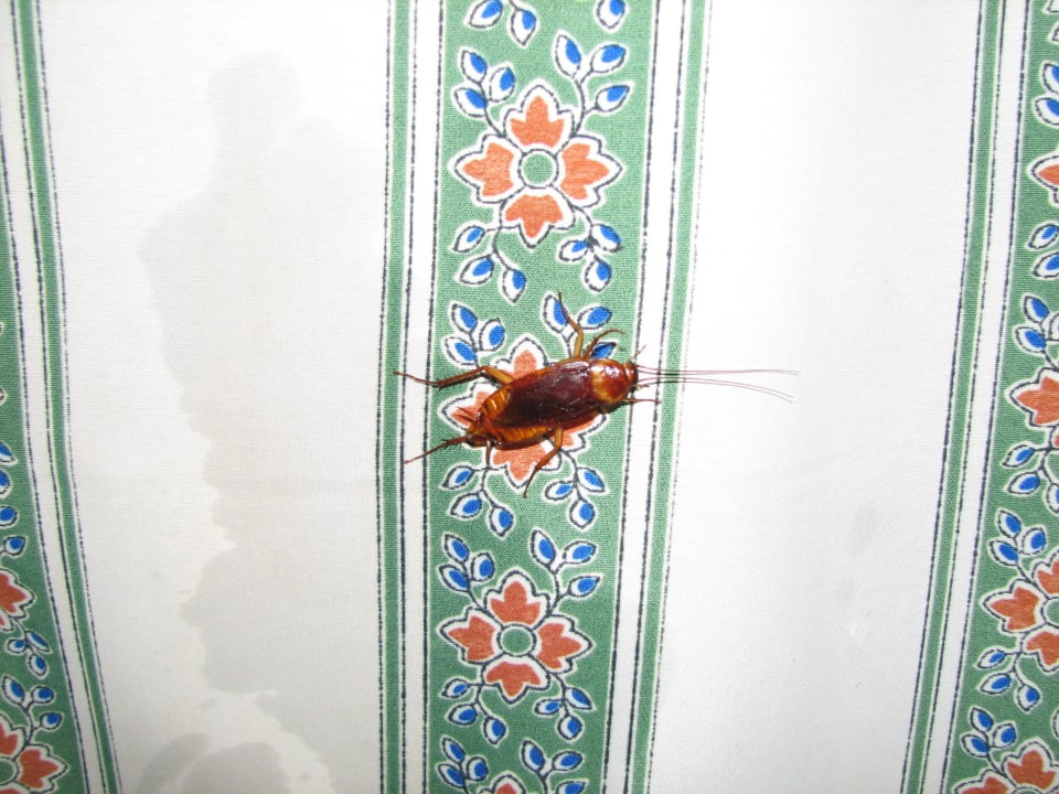 Gość Sunny Days Palma De Mirette Resort & Spa