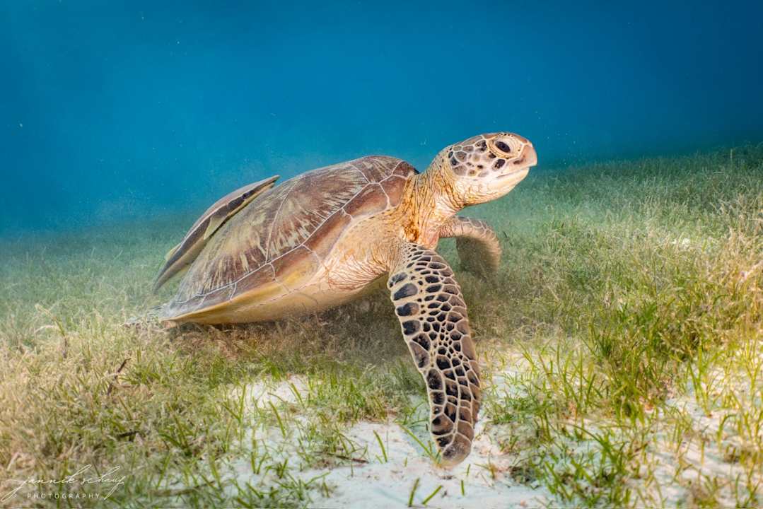 Sport & Freizeit Le Meridien Maldives Resort & Spa