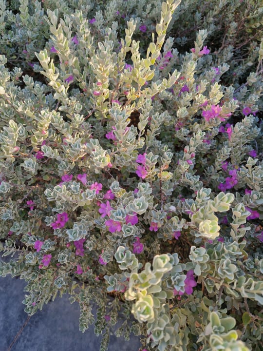 Außenansicht Steigenberger Resort Ras Soma