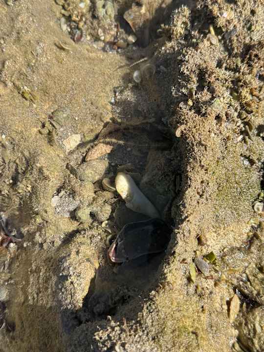 Strand Sentido Mamlouk Palace Resort