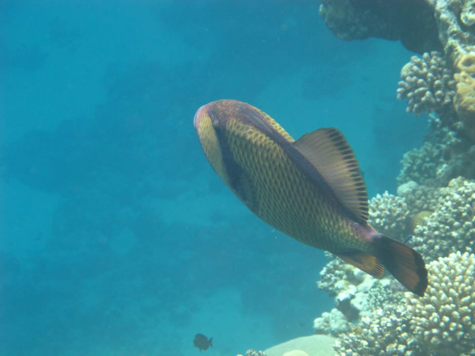 Sport & Freizeit Three Corners Equinox Beach Resort