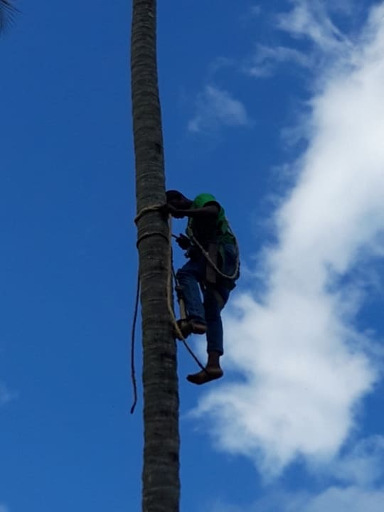 Gartenanlage Wyndham Alltra Samana