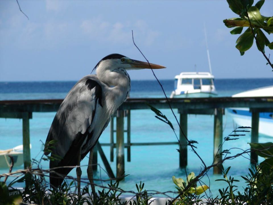 Mitbewohner von Thulagiri Thulhagiri Island Resort