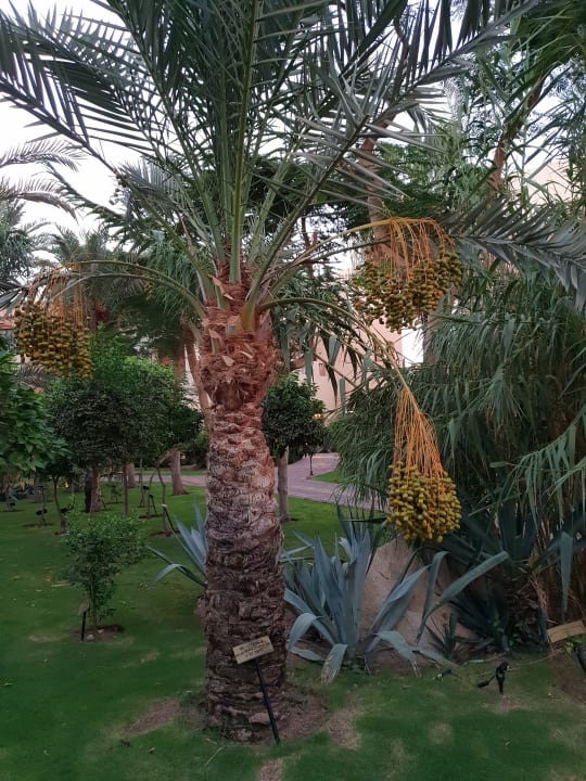 Gartenanlage Jaz Makadi Oasis Resort