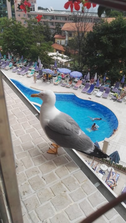 Pool Park Hotel Golden Beach