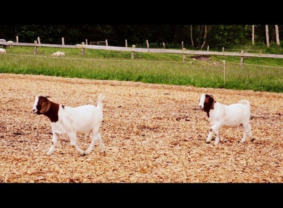 Helmut und Harald Ferienhof Lehbekwiese