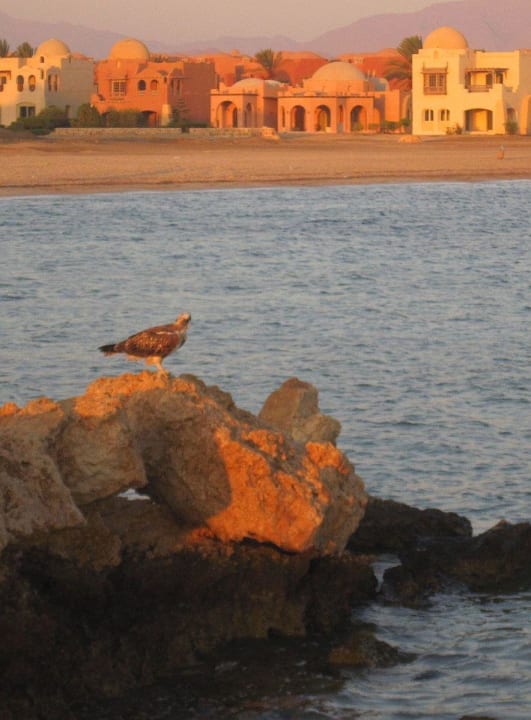 Dravec Swisstouch Oriental Resort Marsa Alam