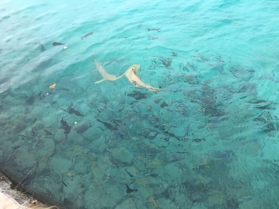 Haiefütterung am Pier Summer Island Maldives