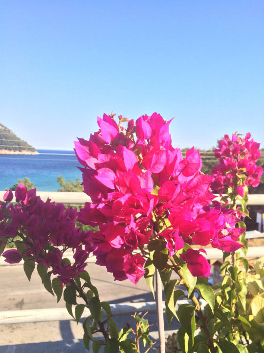 Gartenanlage Hotel Agorastos