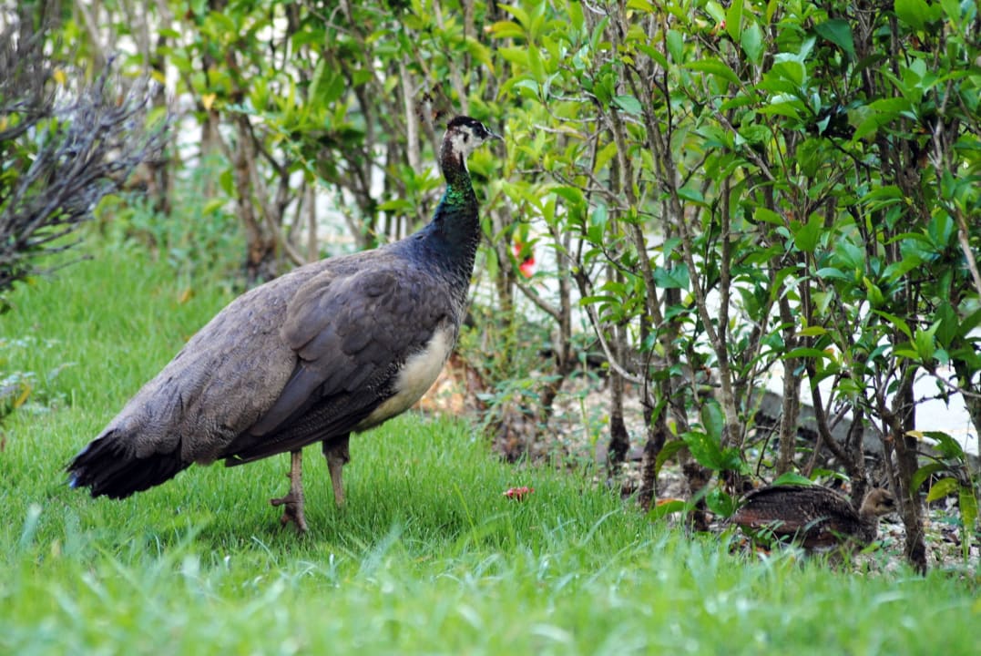 Tiere Vista Sol Punta Cana