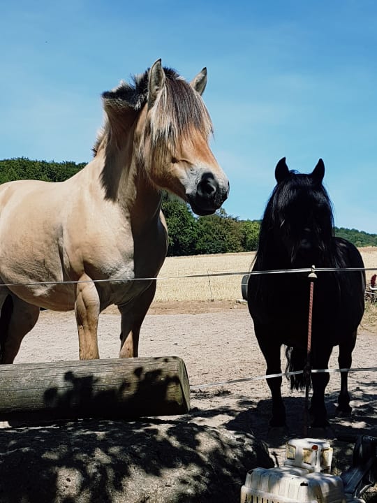 Sport & Freizeit Ferienhof Dingeldey