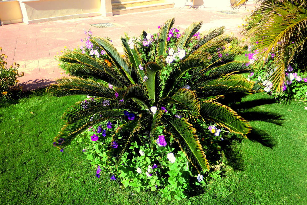 Blütenpracht Cleopatra Luxury Resort Makadi Bay