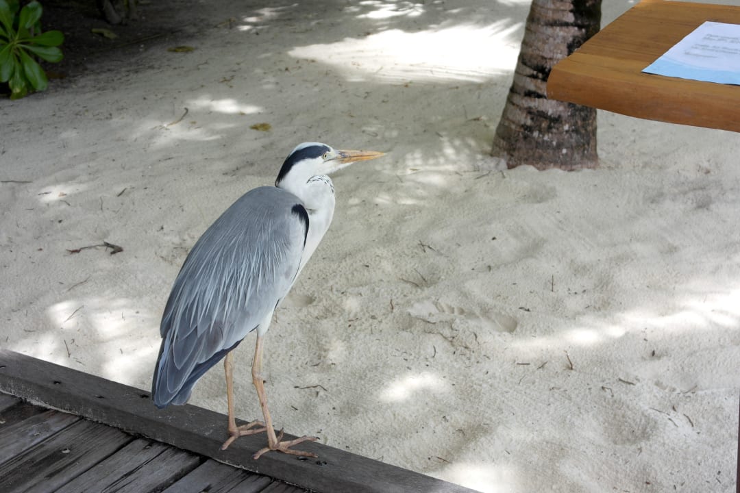 Inseleinwohner Kuramathi Maldives